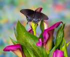 Spicebush swallowtail butterfly resting on calla lily. Art Print